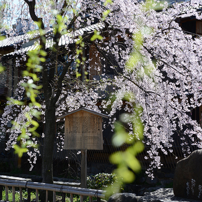 日本大阪-京都-富士-东京6日游